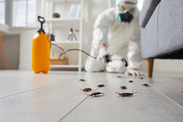 Commercial Rodent Management in Grenada